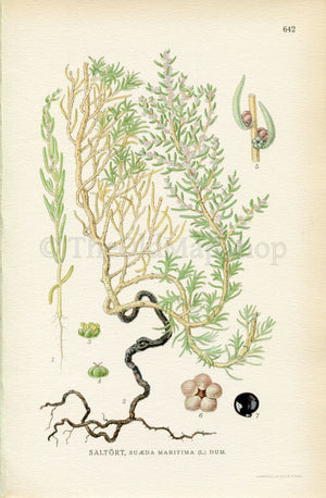 1926 Herbaceous Seepweed, Annual Seablite (Suaeda maritima) Vintage Antique Print by, Lindman Botanical Flower Book Plate 642, Green