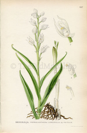 1926 Sword-leaved Helleborine (Cephalanthera longifolia) Vintage Antique Print by, Lindman Botanical Flower Book Plate 647, Green, White