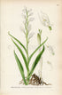1926 Sword-leaved Helleborine (Cephalanthera longifolia) Vintage Antique Print by, Lindman Botanical Flower Book Plate 647, Green, White