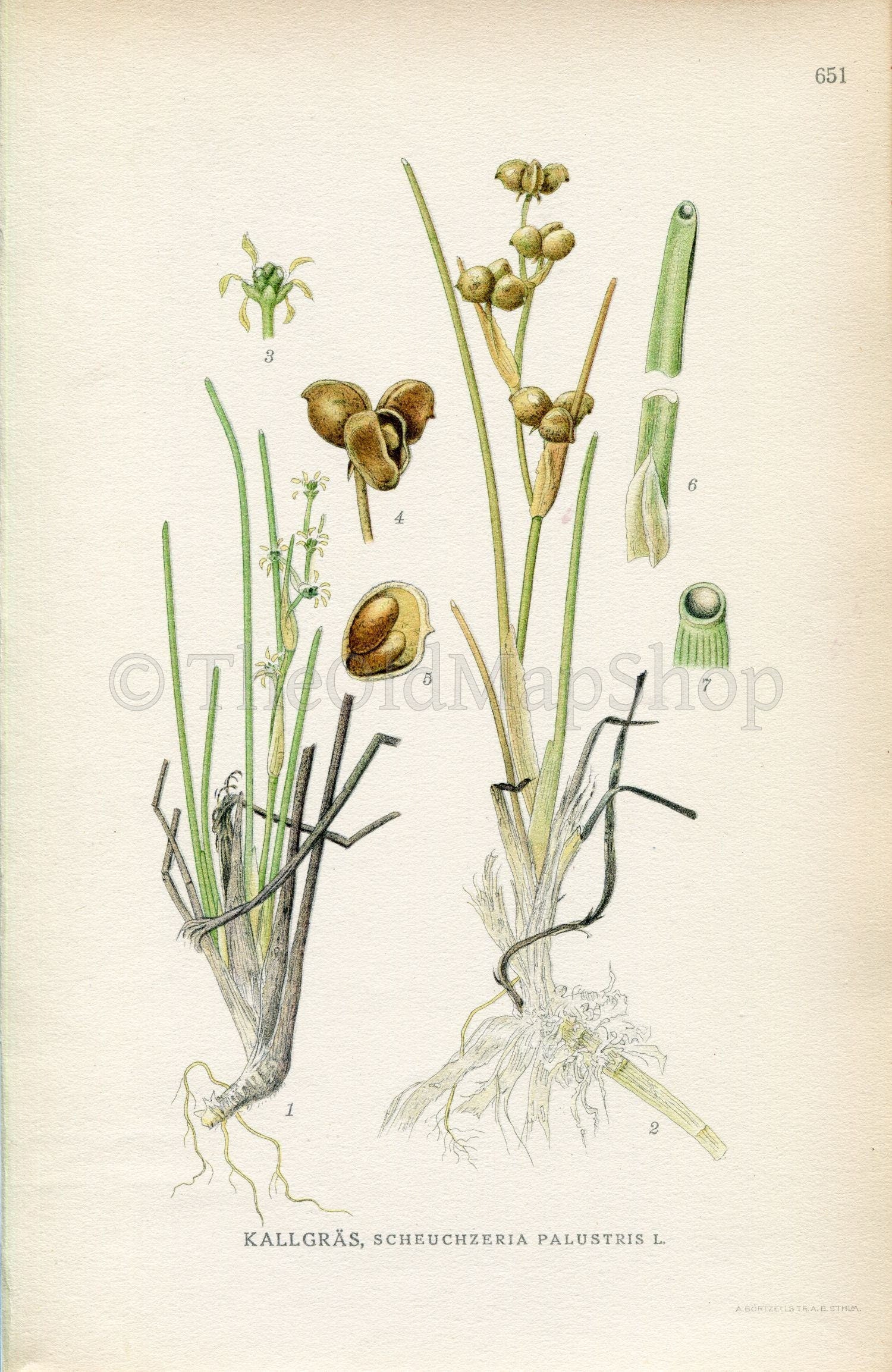 1926 Rannoch-rush, Pod grass (Scheuchzeria palustris) Vintage Antique Print by, Lindman Botanical Flower Book Plate 651, Green