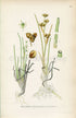 1926 Rannoch-rush, Pod grass (Scheuchzeria palustris) Vintage Antique Print by, Lindman Botanical Flower Book Plate 651, Green