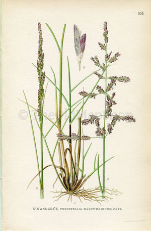 1926 Seaside Alkaligrass, Sea Poa Grass (Puccinellia maritima) Vintage Antique Print by, Lindman Botanical Flower Book Plate 655, Green