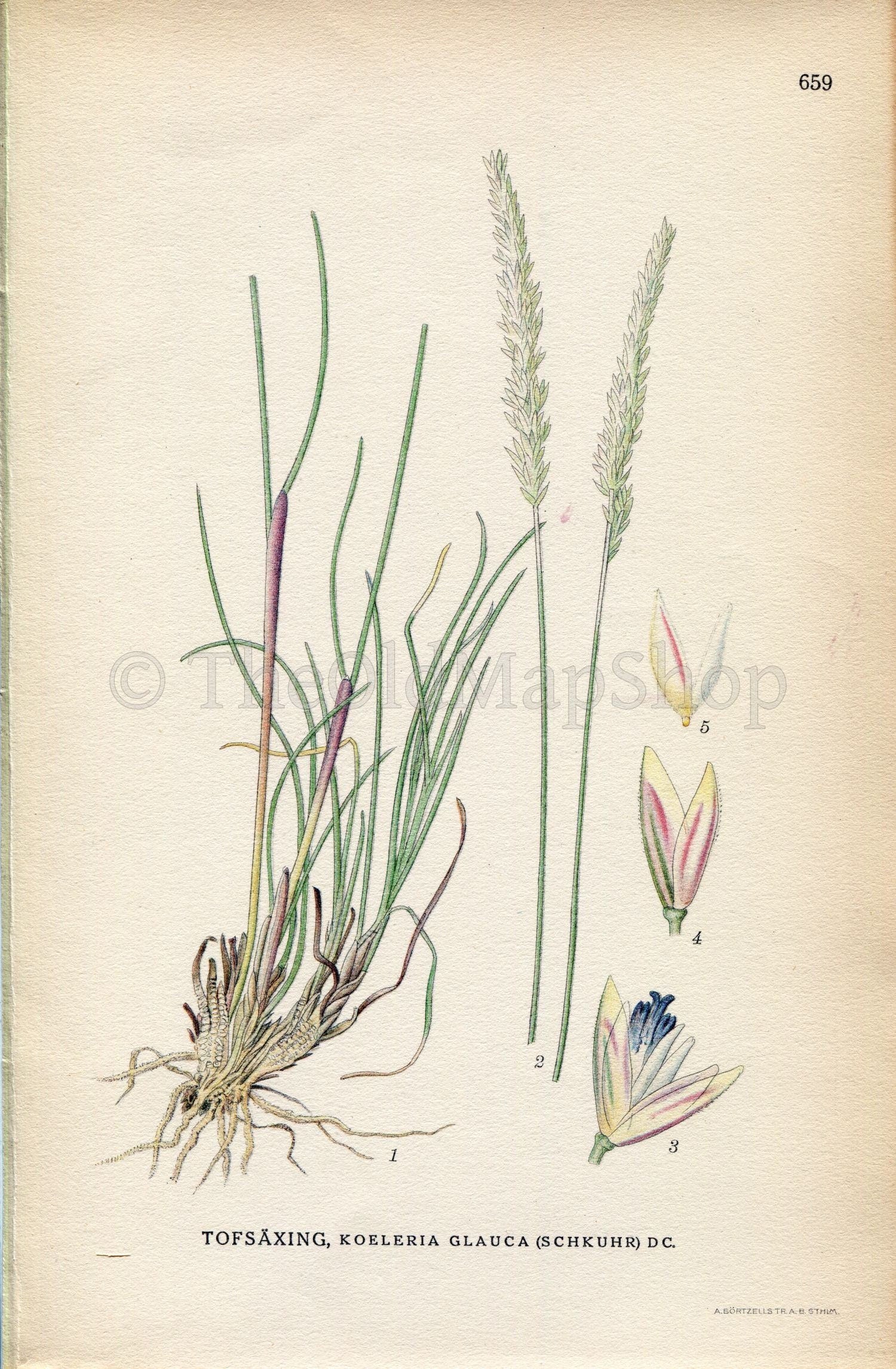 1926 Blue Hair Grass (Koeleria glauca) Vintage Antique Print by, Lindman Botanical Flower Book Plate 659, Green