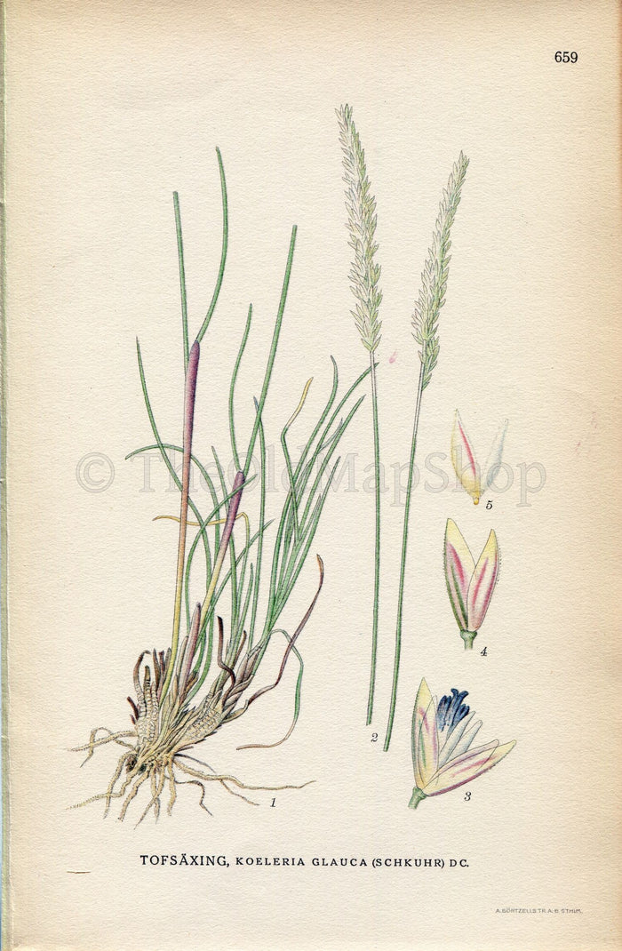 1926 Blue Hair Grass (Koeleria glauca) Vintage Antique Print by, Lindman Botanical Flower Book Plate 659, Green