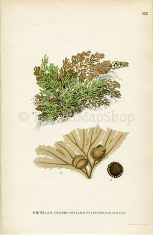 1926 Alpine Filmy-fern (Hymenophyllum peltatum) Vintage Antique Print by, Lindman Botanical Flower Book Plate 662, Green