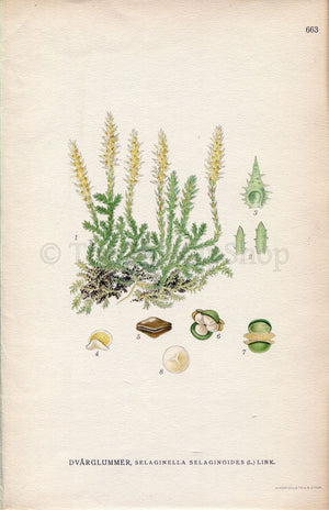 1926 Lesser Clubmoss, Club Spikemoss (Selaginella selaginoides) Vintage Antique Print by, Lindman Botanical Flower Book Plate 663, Green
