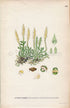 1926 Lesser Clubmoss, Club Spikemoss (Selaginella selaginoides) Vintage Antique Print by, Lindman Botanical Flower Book Plate 663, Green