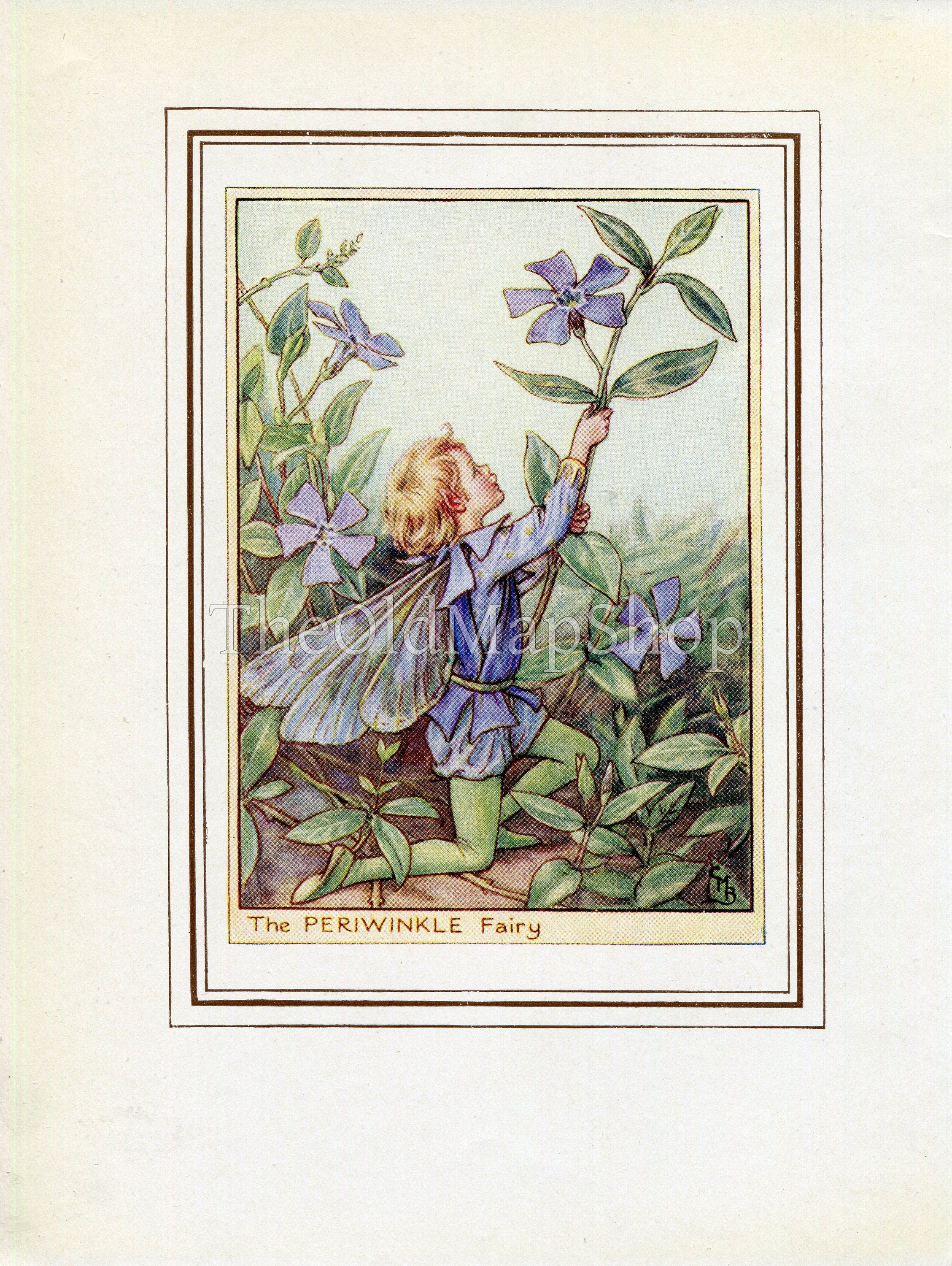 Periwinkle Flower Fairy 1950's Vintage Print Cicely Barker Garden Book Plate G063