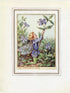 Periwinkle Flower Fairy 1950's Vintage Print Cicely Barker Garden Book Plate G063
