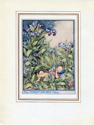 Forget-Me-Not Flower Fairy 1950's Vintage Print Cicely Barker Garden Book Plate G064