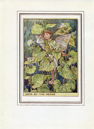 Jack-By-The-Hedge Flower Fairy 1950's Vintage Print Cicely Barker Wayside Book Plate W067