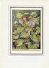 Jack-By-The-Hedge Flower Fairy 1950's Vintage Print Cicely Barker Wayside Book Plate W067