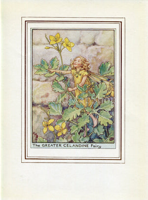 Greater Celandine Flower Fairy 1950's Vintage Print Cicely Barker Wayside Book Plate W068