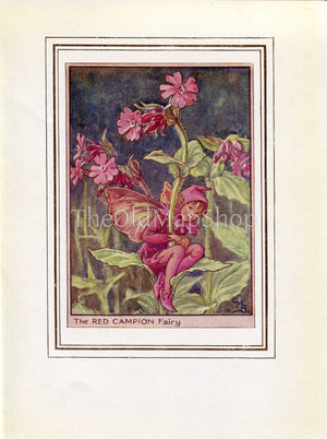 Red Campion Flower Fairy 1950's Vintage Print Cicely Barker Wayside Book Plate W070