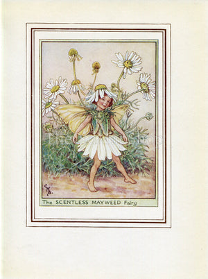 Scentless Mayweed Flower Fairy 1950's Vintage Print Cicely Barker Wayside Book Plate W071