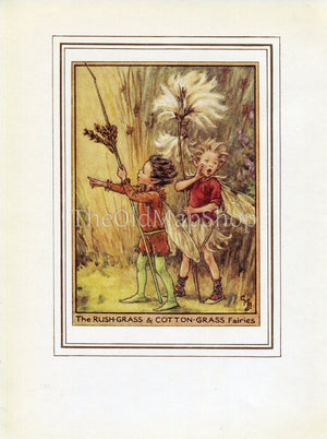 Rush-Grass & Cotton-Grass Flower Fairy 1950's Vintage Print Cicely Barker Wayside Book Plate W076