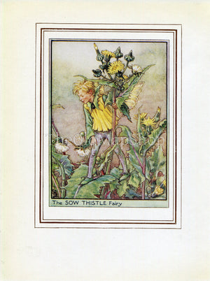Sow Thistle Flower Fairy 1950's Vintage Print Cicely Barker Wayside Book Plate W040