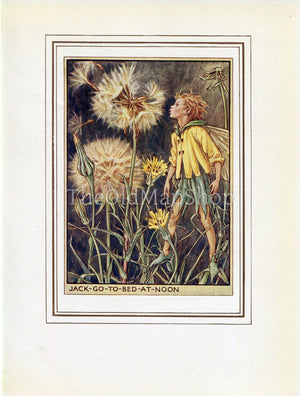 Jack-Go-To-Bed-At-Noon Flower Fairy 1950's Vintage Print Cicely Barker Wayside Book Plate W081