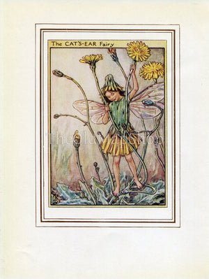 Cat's-Ear Flower Fairy 1950's Vintage Print Cicely Barker Wayside Book Plate W082