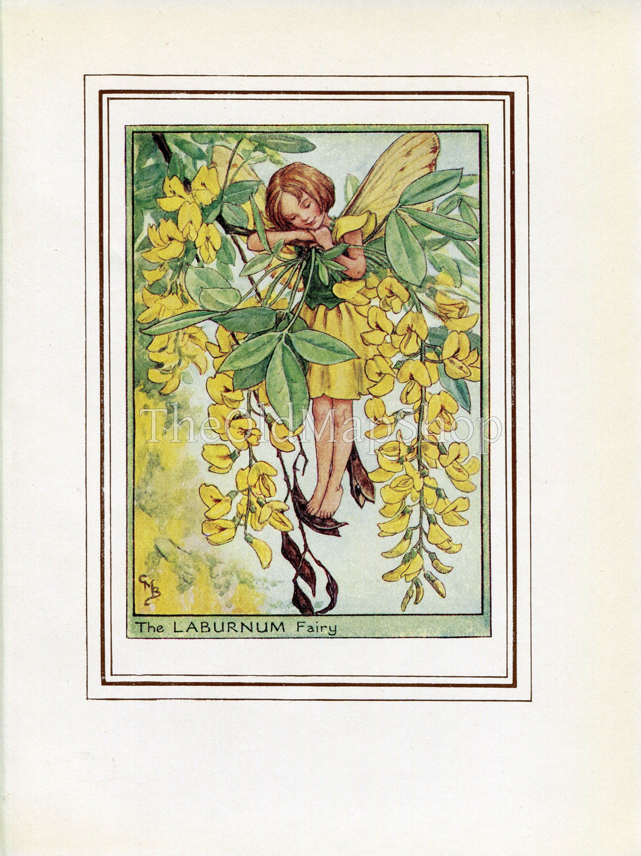 Laburnum Flower Fairy 1950's Vintage Print Cicely Barker Trees Book Plate T017