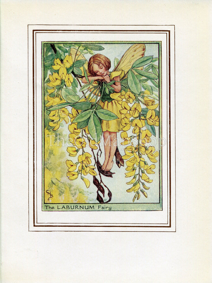 Laburnum Flower Fairy 1950's Vintage Print Cicely Barker Trees Book Plate T017