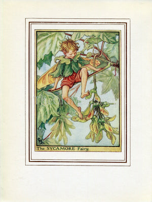 Sycamore Flower Fairy 1950's Vintage Print Cicely Barker Trees Book Plate T065
