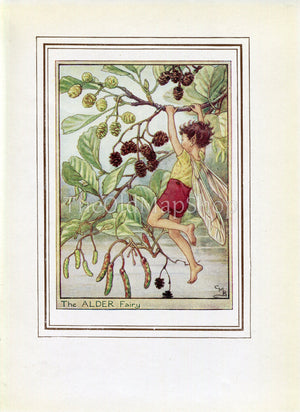 Alder Flower Fairy 1950's Vintage Print Cicely Barker Trees Book Plate T069