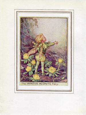 Winter Aconite Flower Fairy 1950's Vintage Print Cicely Barker Garden Book Plate G002