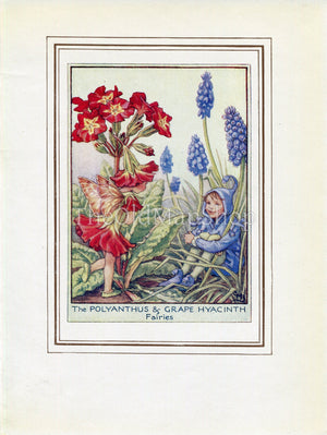 Polyanthus & Grape Hyacinth Flower Fairy 1950's Vintage Print Cicely Barker Garden Book Plate G062