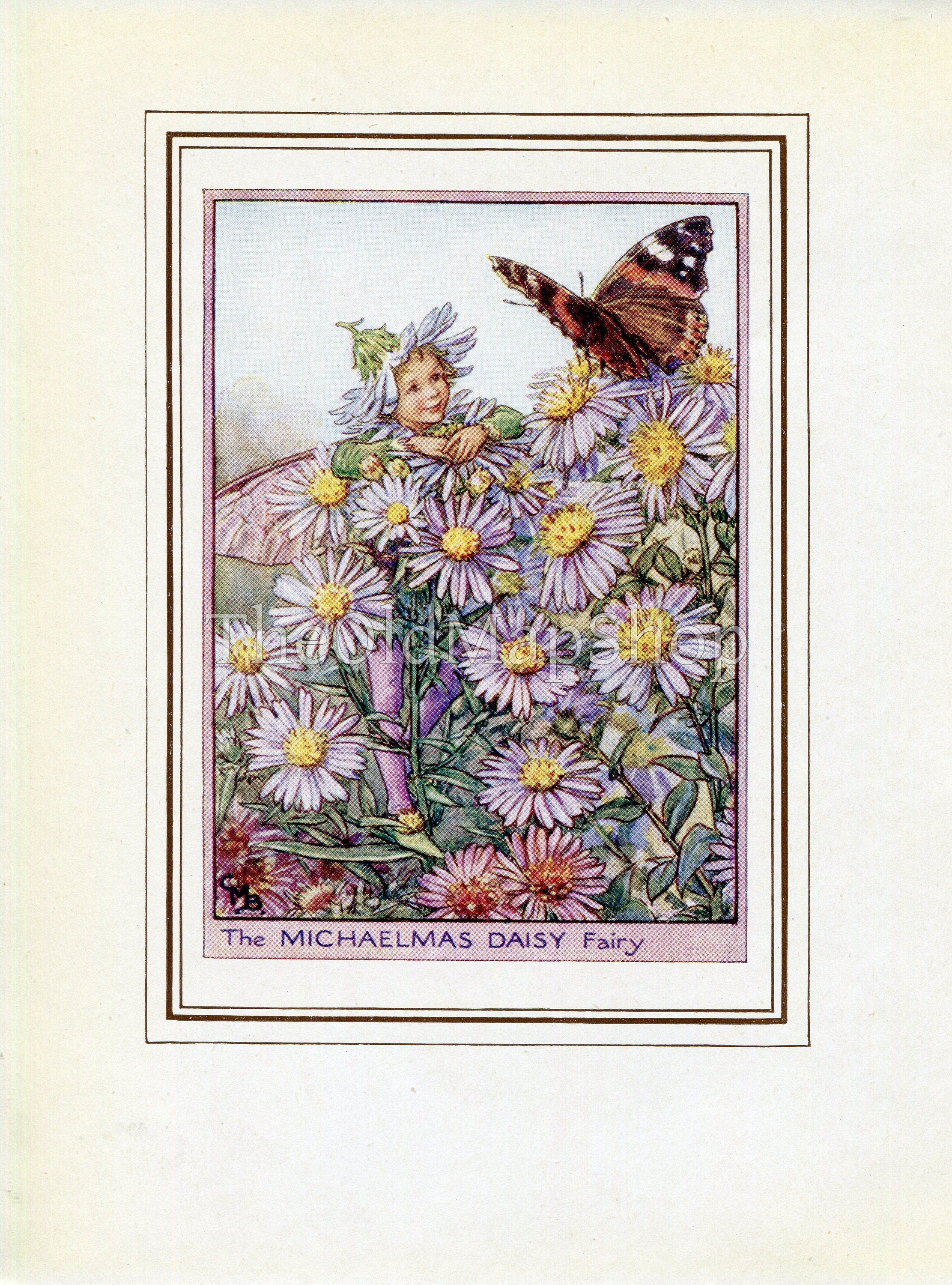 Michaelmas Daisy Flower Fairy 1950's Vintage Print Cicely Barker Garden Book Plate G074