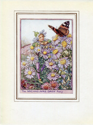 Michaelmas Daisy Flower Fairy 1950's Vintage Print Cicely Barker Garden Book Plate G074