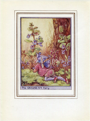 Ground Ivy Flower Fairy 1950's Vintage Print Cicely Barker Wayside Book Plate W069