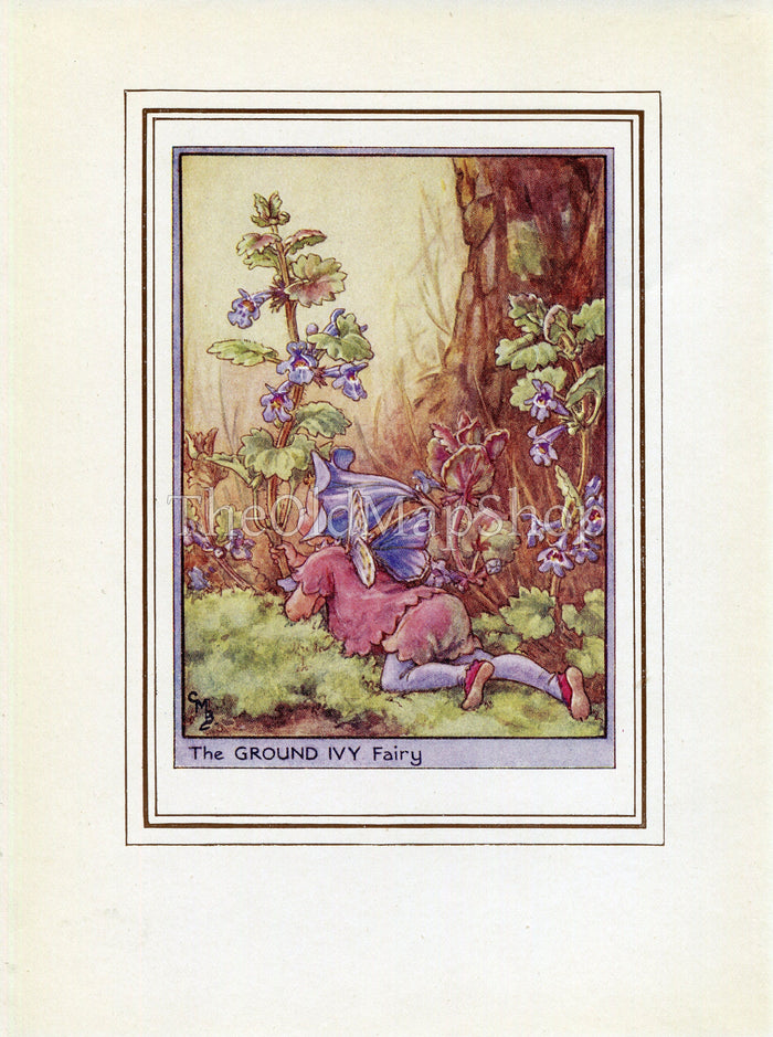 Ground Ivy Flower Fairy 1950's Vintage Print Cicely Barker Wayside Book Plate W069