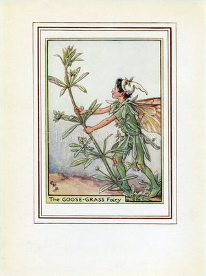 Goose-Grass Flower Fairy 1950's Vintage Print Cicely Barker Wayside Book Plate W015