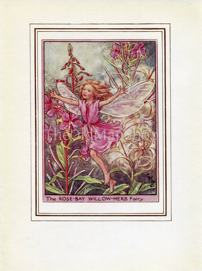 Rose-Bay Willow-Herb Flower Fairy 1950's Vintage Print Cicely Barker Wayside Book Plate W072