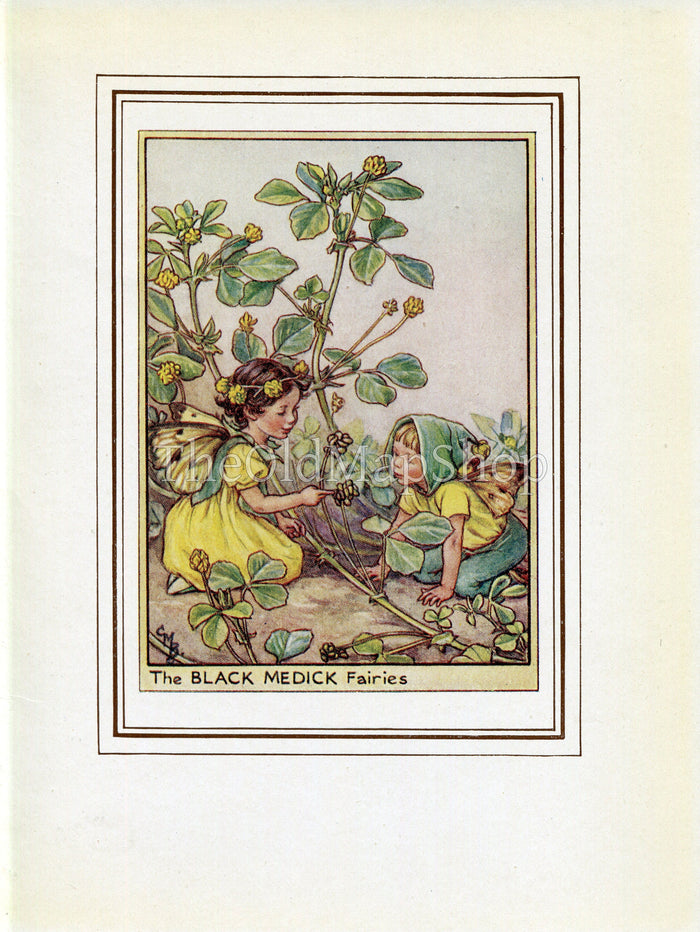 Black Medick Flower Fairy 1950's Vintage Print Cicely Barker Wayside Book Plate W073