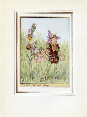 Bee Orchis Flower Fairy 1950's Vintage Print Cicely Barker Wayside Book Plate W025