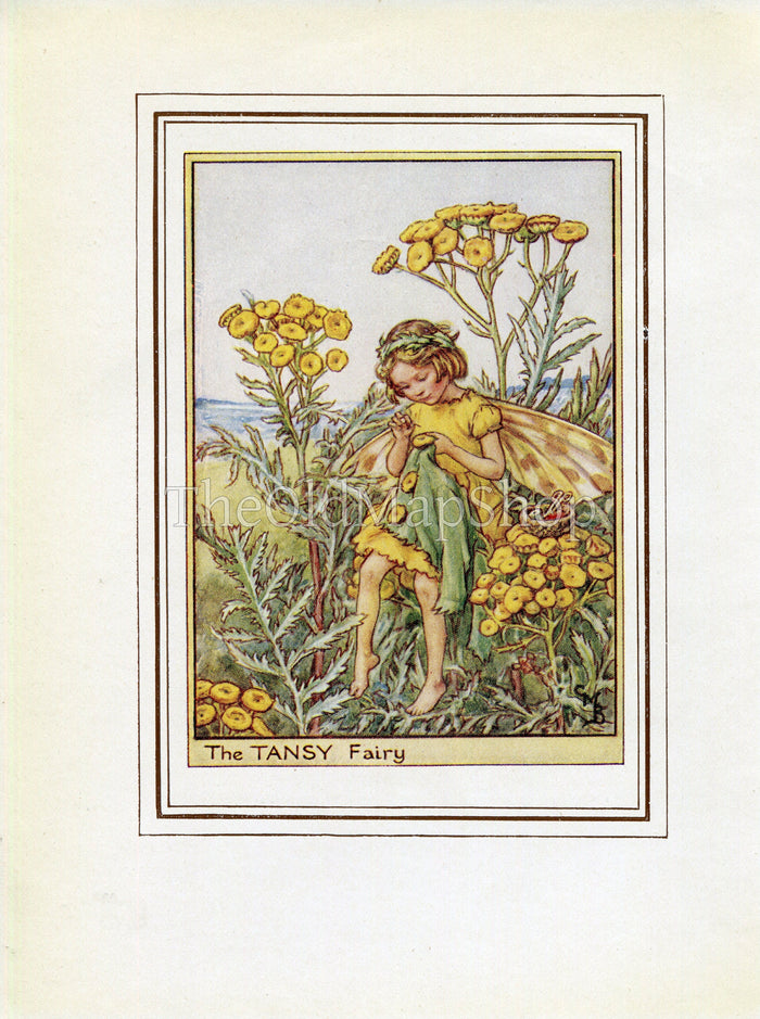 Tansy Flower Fairy 1950's Vintage Print Cicely Barker Wayside Book Plate W045