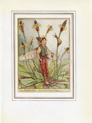 Ribwort Plantain Flower Fairy 1950's Vintage Print Cicely Barker Wayside Book Plate W079