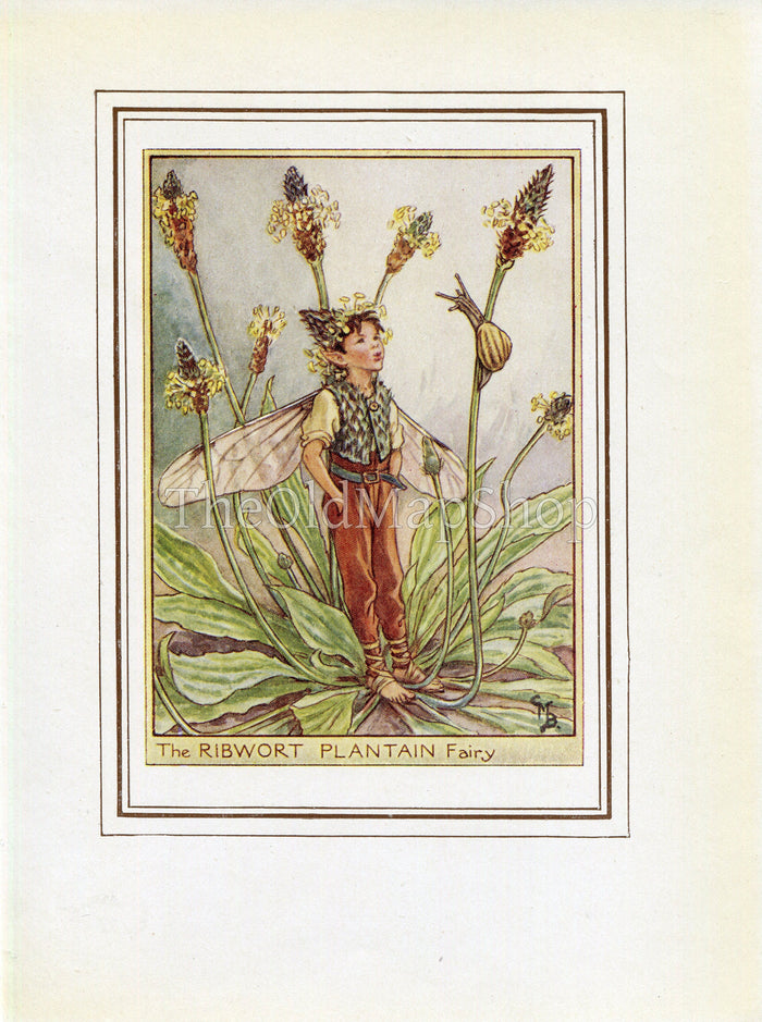 Ribwort Plantain Flower Fairy 1950's Vintage Print Cicely Barker Wayside Book Plate W079