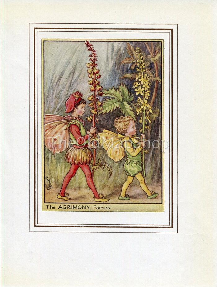 Agrimony Flower Fairy 1950's Vintage Print Cicely Barker Wayside Book Plate W083