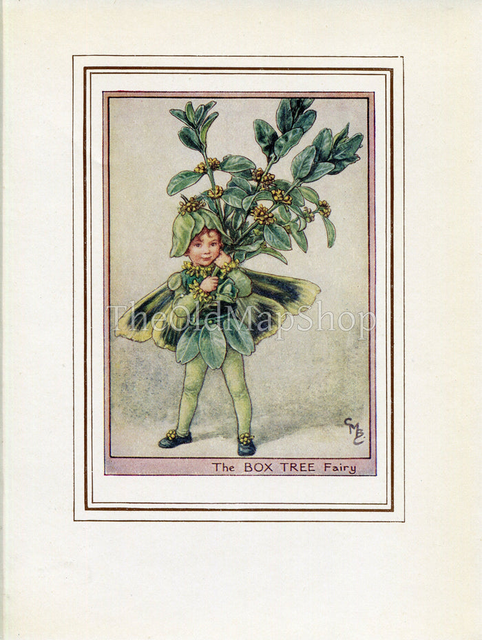 Box Tree Flower Fairy 1950's Vintage Print Cicely Barker Trees Book Plate T062