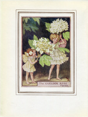 Guelder Rose Flower Fairy 1950's Vintage Print Cicely Barker Trees Book Plate T020