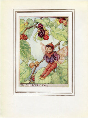 Mulberry Flower Fairy 1950's Vintage Print Cicely Barker Trees Book Plate T036