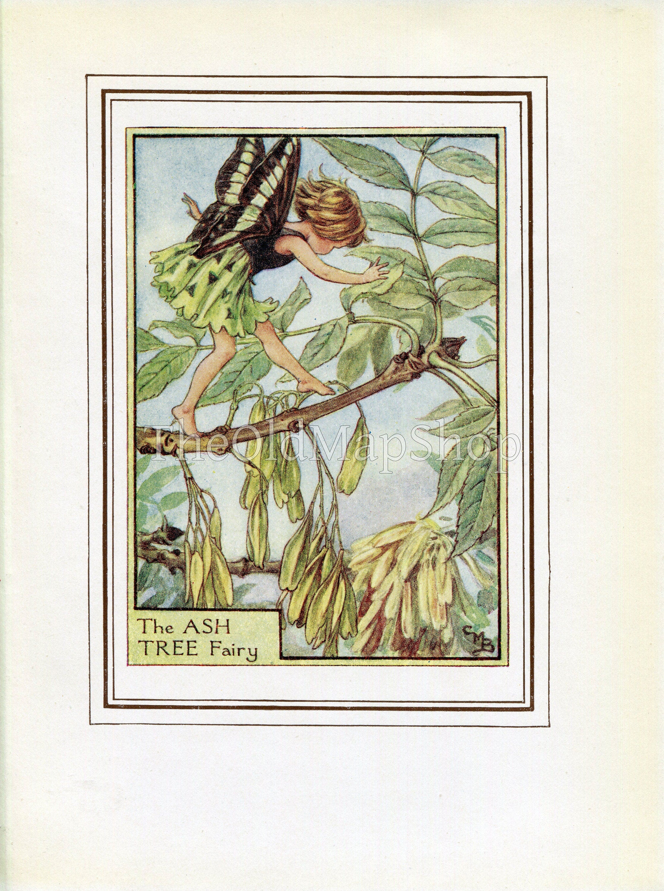 Ash Tree Flower Fairy 1950's Vintage Print Cicely Barker Trees Book Plate T039