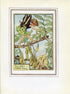 Ash Tree Flower Fairy 1950's Vintage Print Cicely Barker Trees Book Plate T039