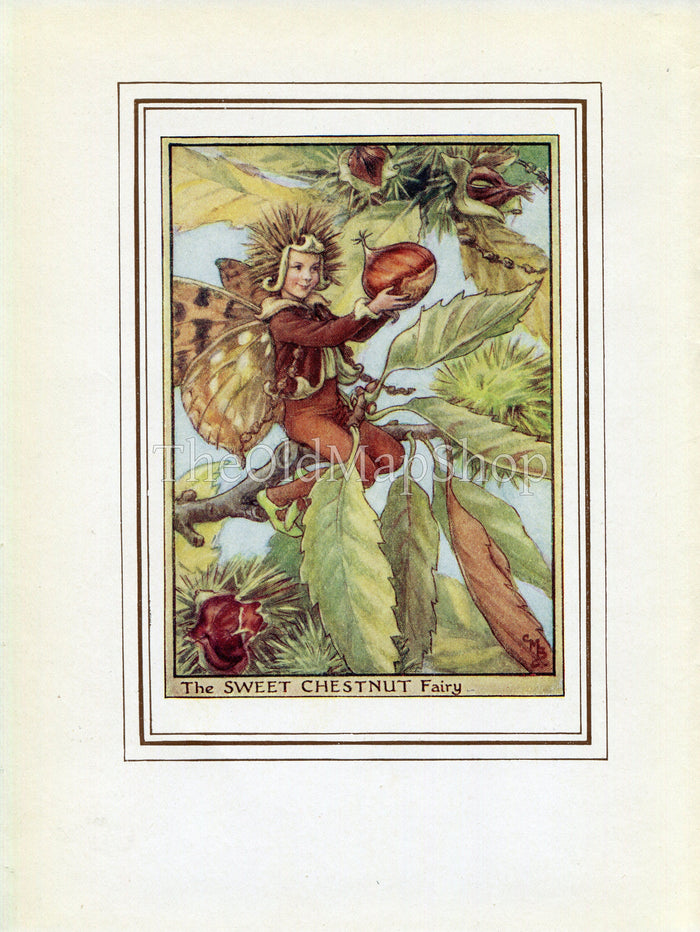 Sweet Chestnut Flower Fairy 1950's Vintage Print Cicely Barker Trees Book Plate T070