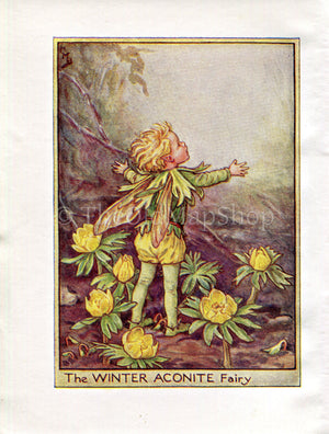 Winter Aconite Flower Fairy Print Vintage 1950's Cicely Barker Garden Book Plate G001s