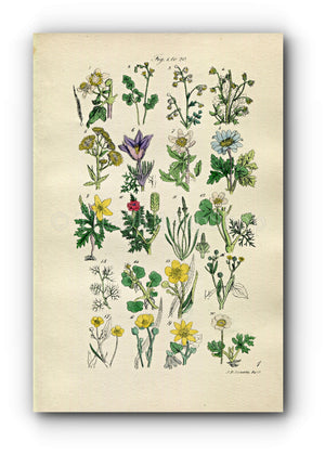 1914 Sowerby Antique Botanical Print, Traveller's Joy, Meadow Rue, Wind Flower, Anemone, Crowfoot, Spearwort, Plate 1, (Plants 1 - 20)