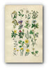 1914 Sowerby Antique Botanical Print, Traveller's Joy, Meadow Rue, Wind Flower, Anemone, Crowfoot, Spearwort, Plate 1, (Plants 1 - 20)